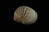 藏品(豹斑玉螺)的圖片